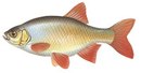 Турбаза Каравелла - иконка «рыбалка» в Верхнетуломском